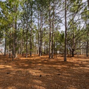 Photo #8 of Off Highway 15, Marston, NC 58.4 acres
