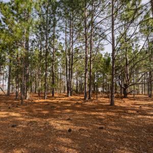 Photo #8 of SOLD property in Off Highway 15, Marston, NC 58.4 acres