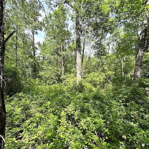 Photo #9 of SOLD property in Off Blue Star Hwy, Jarratt, VA 28.0 acres