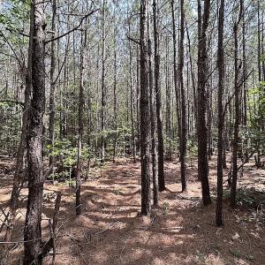 Photo #10 of SOLD property in Off Blue Star Hwy, Jarratt, VA 28.0 acres