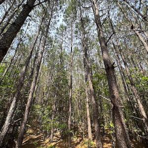 Photo #13 of SOLD property in Off Blue Star Hwy, Jarratt, VA 28.0 acres