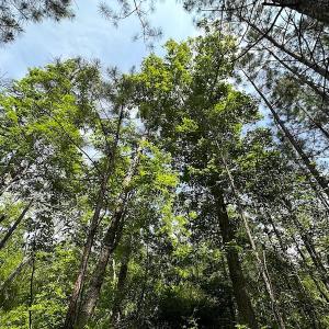 Photo #14 of SOLD property in Off Blue Star Hwy, Jarratt, VA 28.0 acres