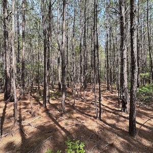 Photo #4 of SOLD property in Off Blue Star Hwy, Jarratt, VA 28.0 acres