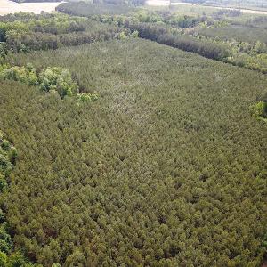 Photo #6 of SOLD property in Off Blue Star Hwy, Jarratt, VA 28.0 acres