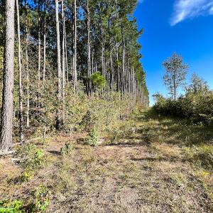 Photo #23 of Off Sids Mill Road, Fayetteville, NC 151.6 acres