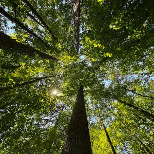Photo #5 of SOLD property in Off Walnut Grove Church Rd, Hillsborough, NC 16.2 acres