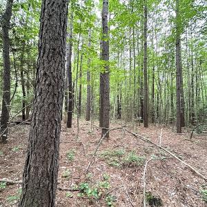 Photo #8 of SOLD property in Off Asbin Rd, Emporia, VA 15.6 acres