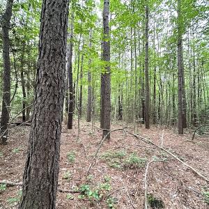 Photo #8 of SOLD property in Off Asbin Rd, Emporia, VA 15.6 acres