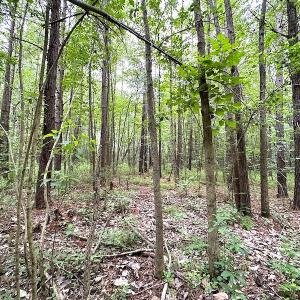 Photo #9 of SOLD property in Off Asbin Rd, Emporia, VA 15.6 acres