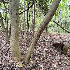 Photo #11 of SOLD property in Off Asbin Rd, Emporia, VA 15.6 acres