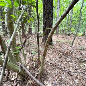 Photo #12 of SOLD property in Off Asbin Rd, Emporia, VA 15.6 acres
