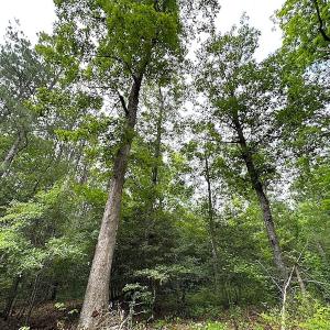 Photo #14 of SOLD property in Off Asbin Rd, Emporia, VA 15.6 acres