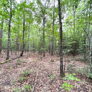 Photo #17 of SOLD property in Off Asbin Rd, Emporia, VA 15.6 acres