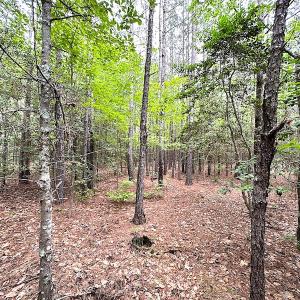 Photo #20 of SOLD property in Off Asbin Rd, Emporia, VA 15.6 acres
