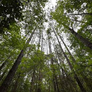 Photo #23 of SOLD property in Off Asbin Rd, Emporia, VA 15.6 acres