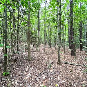 Photo #25 of SOLD property in Off Asbin Rd, Emporia, VA 15.6 acres