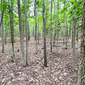 Photo #26 of SOLD property in Off Asbin Rd, Emporia, VA 15.6 acres