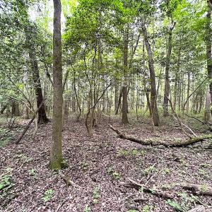 Photo #27 of SOLD property in Off Asbin Rd, Emporia, VA 15.6 acres