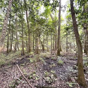 Photo #28 of SOLD property in Off Asbin Rd, Emporia, VA 15.6 acres