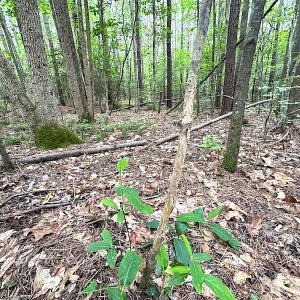 Photo #31 of SOLD property in Off Asbin Rd, Emporia, VA 15.6 acres