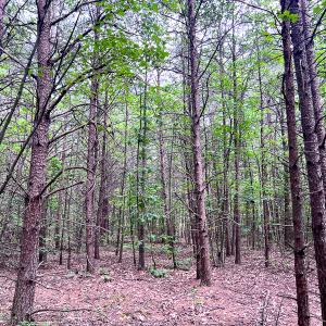 Photo #2 of SOLD property in 2200 Country Road , Beaverdam, VA 11.9 acres