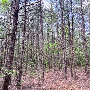 Photo #3 of SOLD property in 2200 Country Road , Beaverdam, VA 11.9 acres