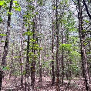 Photo #4 of SOLD property in 2200 Country Road , Beaverdam, VA 11.9 acres