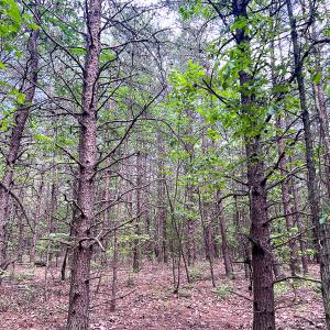 Photo #5 of SOLD property in 2200 Country Road , Beaverdam, VA 11.9 acres