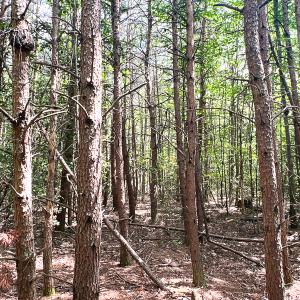 Photo #6 of SOLD property in 2200 Country Road , Beaverdam, VA 11.9 acres