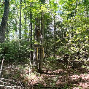 Photo #7 of SOLD property in 2200 Country Road , Beaverdam, VA 11.9 acres