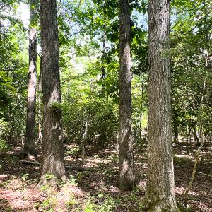 Photo #8 of SOLD property in 2200 Country Road , Beaverdam, VA 11.9 acres