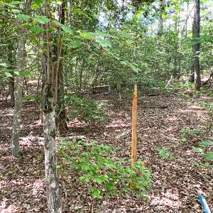 Photo #9 of SOLD property in 2200 Country Road , Beaverdam, VA 11.9 acres