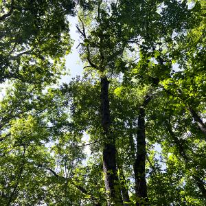 Photo #10 of SOLD property in 2200 Country Road , Beaverdam, VA 11.9 acres
