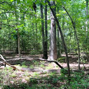 Photo #11 of SOLD property in 2200 Country Road , Beaverdam, VA 11.9 acres