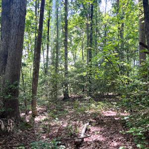 Photo #12 of SOLD property in 2200 Country Road , Beaverdam, VA 11.9 acres