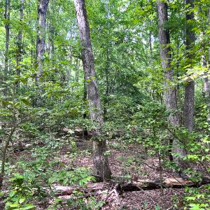 Photo #13 of SOLD property in 2200 Country Road , Beaverdam, VA 11.9 acres