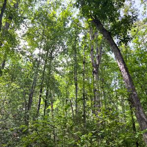 Photo #14 of SOLD property in 2200 Country Road , Beaverdam, VA 11.9 acres