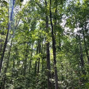 Photo #15 of SOLD property in 2200 Country Road , Beaverdam, VA 11.9 acres