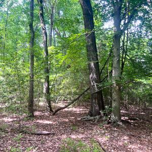 Photo #16 of SOLD property in 2200 Country Road , Beaverdam, VA 11.9 acres