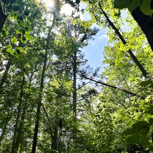 Photo #17 of SOLD property in 2200 Country Road , Beaverdam, VA 11.9 acres