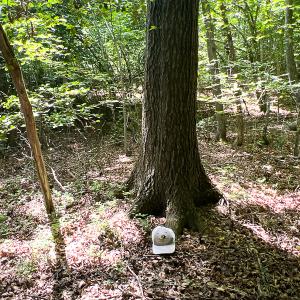 Photo #18 of SOLD property in 2200 Country Road , Beaverdam, VA 11.9 acres
