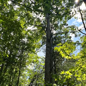 Photo #19 of SOLD property in 2200 Country Road , Beaverdam, VA 11.9 acres