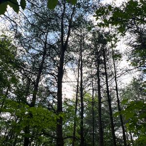 Photo #20 of SOLD property in 2200 Country Road , Beaverdam, VA 11.9 acres