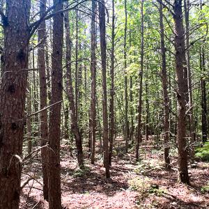 Photo #21 of SOLD property in 2200 Country Road , Beaverdam, VA 11.9 acres