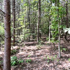 Photo #22 of SOLD property in 2200 Country Road , Beaverdam, VA 11.9 acres