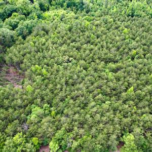 Photo #24 of SOLD property in 2200 Country Road , Beaverdam, VA 11.9 acres