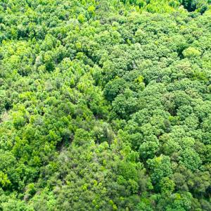 Photo #35 of SOLD property in 2200 Country Road , Beaverdam, VA 11.9 acres