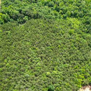 Photo #36 of SOLD property in 2200 Country Road , Beaverdam, VA 11.9 acres