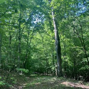 Photo #19 of SOLD property in Off Daniels Creek Rd, Collinsville, VA 104.4 acres