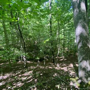 Photo #20 of SOLD property in Off Daniels Creek Rd, Collinsville, VA 104.4 acres